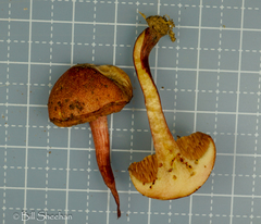 Boletus fraternus