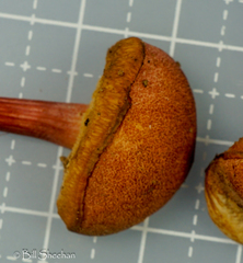 Boletus fraternus
