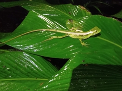 Enyalius iheringii