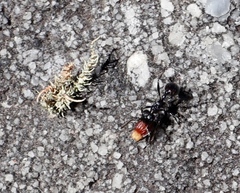 Myrmicaria nigra