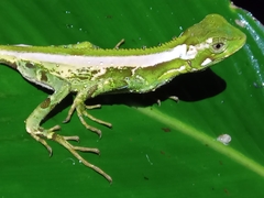 Enyalius iheringii