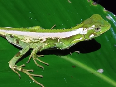 Enyalius iheringii