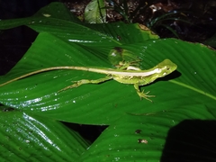 Enyalius iheringii