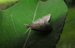 Udea prunalis