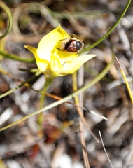 Disa tenuifolia