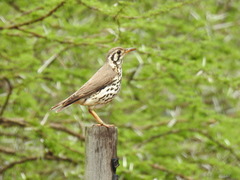 Turdus litsitsirupa