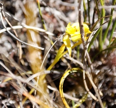 Disa tenuifolia