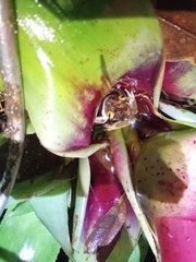 Bokermannohyla astartea