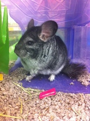 Chinchilla