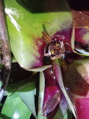 Bokermannohyla astartea