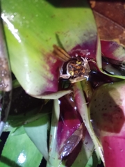 Bokermannohyla astartea