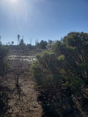 Pinus sabiniana