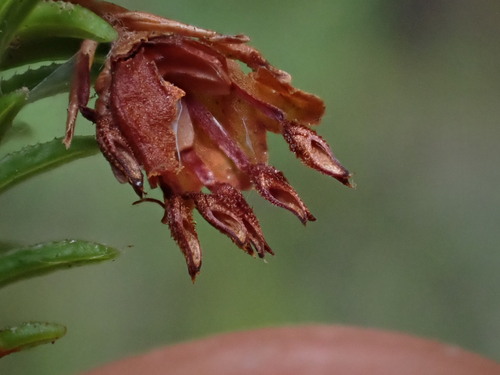 Image of Erica penicilliformis by (c) Ren Hoekstra, some rights reserved (CC BY)