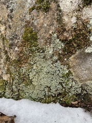 Cladonia caespiticia