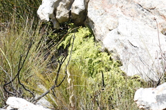 Gleichenia polypodioides
