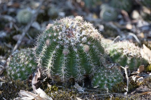 Parodia linkii