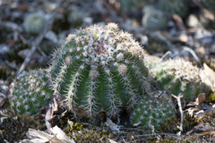 Echinopsis oxygona