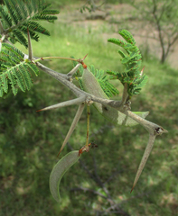 Vachellia luederitzii