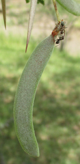 Vachellia luederitzii