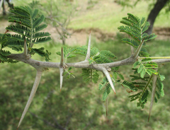 Vachellia luederitzii