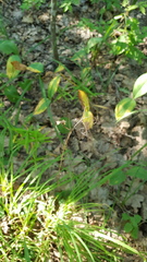 Fritillaria ruthenica
