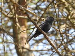 Melaenornis pammelaina