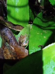 Bokermannohyla astartea