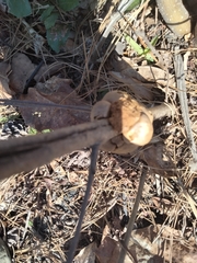 Disholcaspis spongiosa