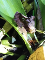 Bokermannohyla astartea