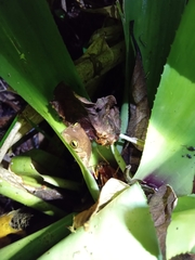 Bokermannohyla astartea