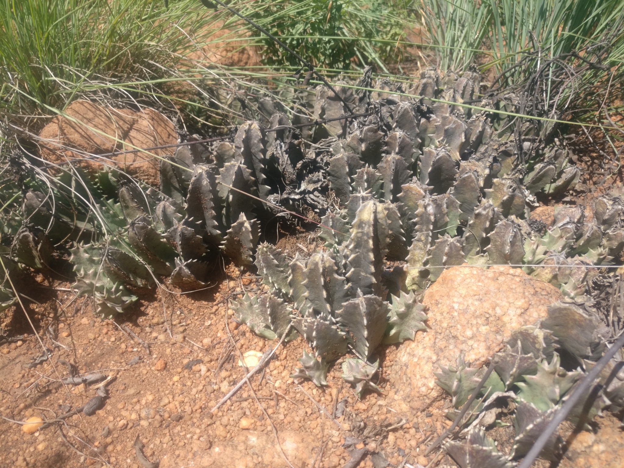 Huernia transvaalensis Stent