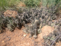 Huernia zebrina