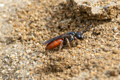 Sphecodes rubripes