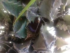 Huernia zebrina