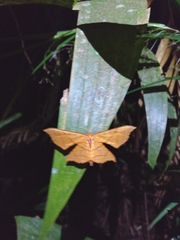Belonoptera phyllula