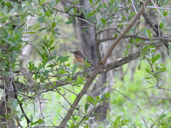 Cercotrichas quadrivirgata