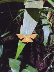 Belonoptera phyllula
