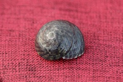 Steromphala umbilicalis