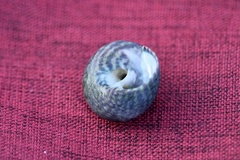 Steromphala umbilicalis