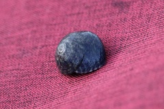 Steromphala umbilicalis