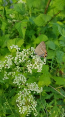 Satyrium w-album
