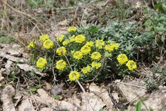 Alyssum montanum