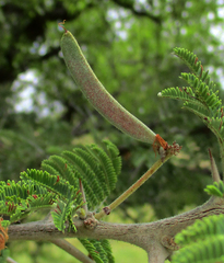 Vachellia luederitzii