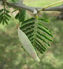Vachellia luederitzii