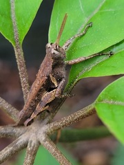 Xenocatantops brachycerus