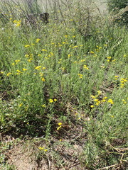 Nidorella resedifolia