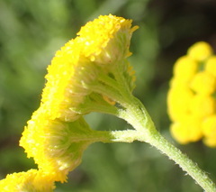 Nidorella resedifolia