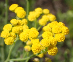 Nidorella resedifolia