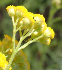 Nidorella resedifolia