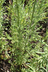 Nidorella resedifolia